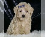 Small #4 Maltipoo