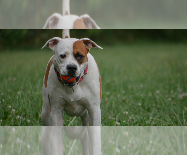 Medium Photo #7 Bullboxer Pit Puppy For Sale in Benton, PA, USA