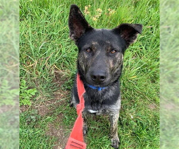 Medium Photo #3 German Shepherd Dog-Unknown Mix Puppy For Sale in McKinleyville, CA, USA