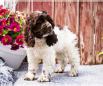 Small #10 Cocker Spaniel