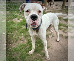 Boxer Dogs for adoption in Dumont, NJ, USA