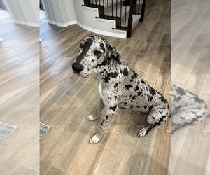 Great Dane Puppy for sale in GEORGETOWN, TX, USA