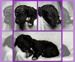 Puppy Poppy Goldendoodle