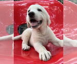 Small #1 Great Pyrenees