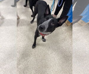 Mutt Dogs for adoption in Winter, WI, USA