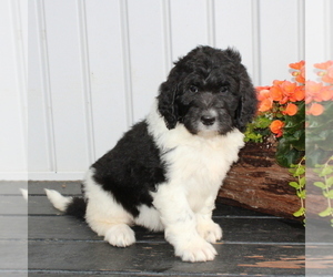 Newfypoo Puppy for sale in NEW PROVIDENCE, PA, USA