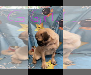Pug Puppy for sale in FREDERICKSBURG, VA, USA