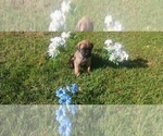 Small #23 Mastiff