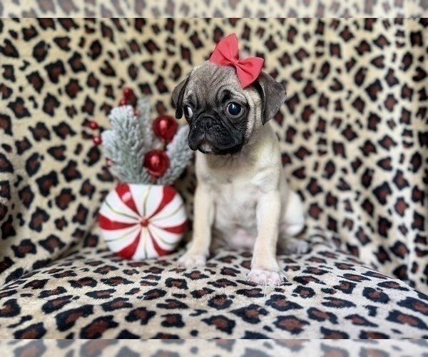 Medium Photo #9 Pug Puppy For Sale in LAKELAND, FL, USA
