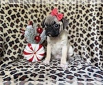 Small #8 Pug