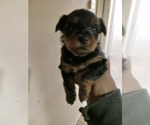 Small Photo #10 YorkiePoo Puppy For Sale in RICHMOND, VA, USA