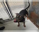 Small Doberman Pinscher Mix