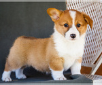 Puppy Butter Pembroke Welsh Corgi
