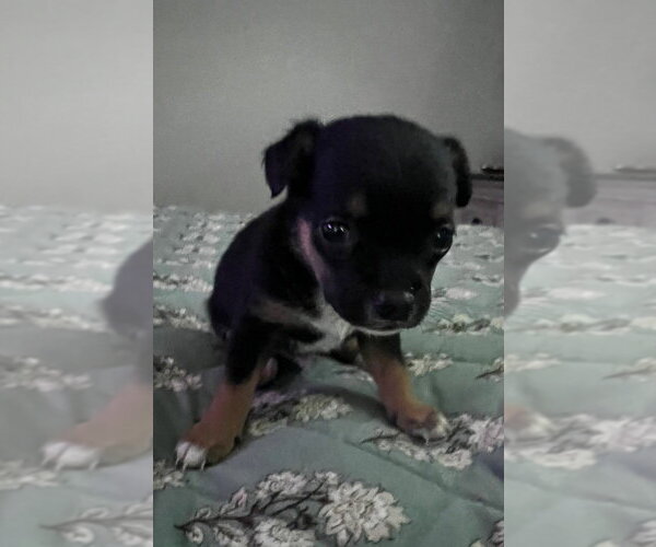Medium Photo #6 Mutt Puppy For Sale in Oak Bluffs, MA, USA