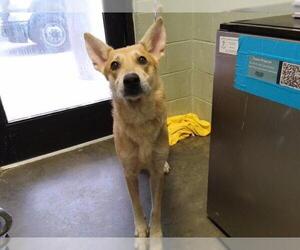 German Shepherd Dog-Unknown Mix Dogs for adoption in Tulsa, OK, USA