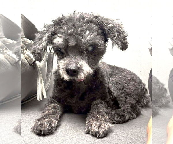 Medium Photo #3 Shih Tzu-Unknown Mix Puppy For Sale in Boonton, NJ, USA