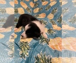 Small Photo #28 Border Collie Puppy For Sale in AIKEN, SC, USA