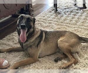 Mutt Dogs for adoption in Imlay City, MI, USA