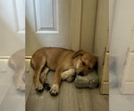 Small #1 Border Collie Mix