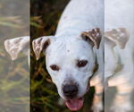 Small #9 American Bulldog Mix