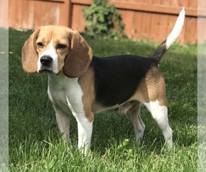 Father of the Beagle puppies born on 08/04/2026