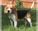 Small Photo #1 Beagle Puppy For Sale in MOSES LAKE, WA, USA