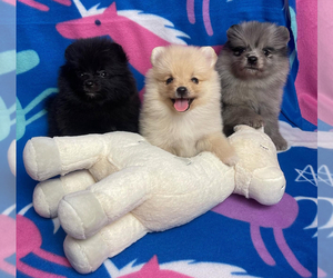 Pomeranian Puppy for sale in BAKERSFIELD, CA, USA