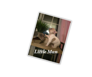 French Bulldog Puppy for sale in BOYDS, MD, USA