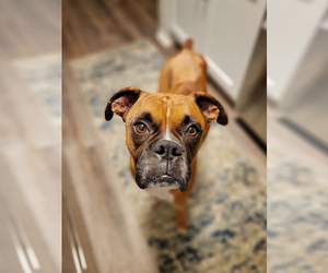 Boxer Dogs for adoption in Dumont, NJ, USA