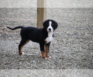 Bernese Mountain Dog Puppy for sale in FREDERICKSBG, OH, USA