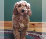 Small #1 Goldendoodle (Miniature)