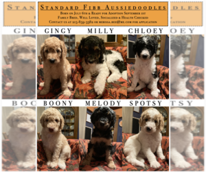 Aussiedoodle Dogs for adoption in JIM THORPE, PA, USA