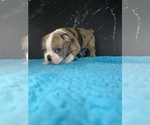 Small #13 Boston Terrier