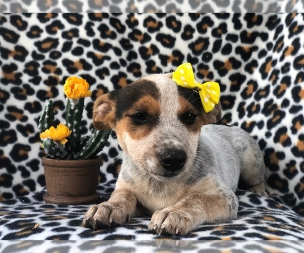 Medium Photo #4 Australian Cattle Dog-Jack Russell Terrier Mix Puppy For Sale in LAKELAND, FL, USA