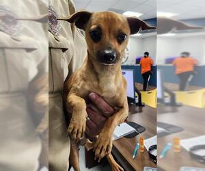 Chihuahua Dogs for adoption in Temple, TX, USA