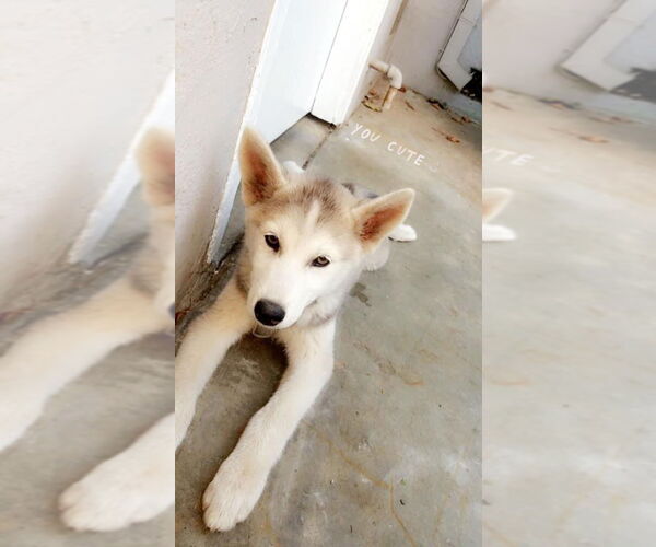 Medium Photo #3 Siberian Husky Puppy For Sale in Woodland, CA, USA