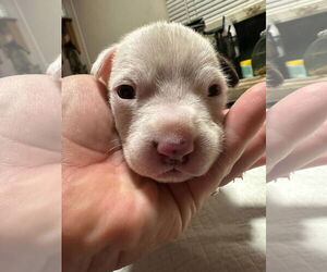 American Pit Bull Terrier-Unknown Mix Dogs for adoption in Berlin, MD, USA