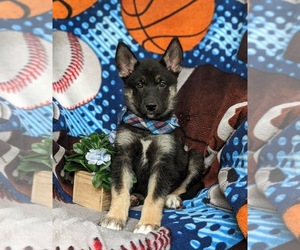 German Shepherd Dog-Siberian Husky Mix Puppy for Sale in EPHRATA, Pennsylvania USA