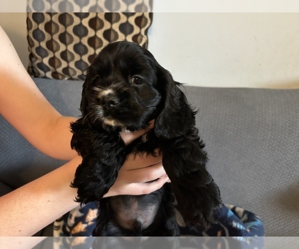 Medium Photo #12 Cocker Spaniel Puppy For Sale in COLBERT, GA, USA