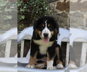 Bernedoodle Puppy for sale in FREDERICKSBURG, OH, USA