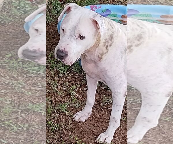 Medium Photo #2 Boxer-Unknown Mix Puppy For Sale in Amarillo, TX, USA