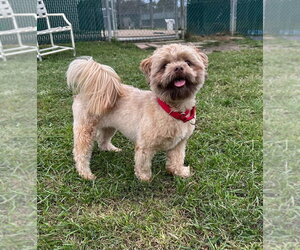 Chewbacca - Male Shih Tzu Dog for Adoption