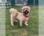 Chewbacca - Male Shih Tzu Dog for Adoption - Small photo