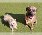 Small #11 Plott Hound Mix