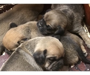 Puggle Puppy for sale in EASTON, MA, USA