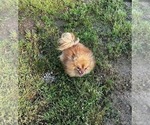 Small #2 Pomeranian
