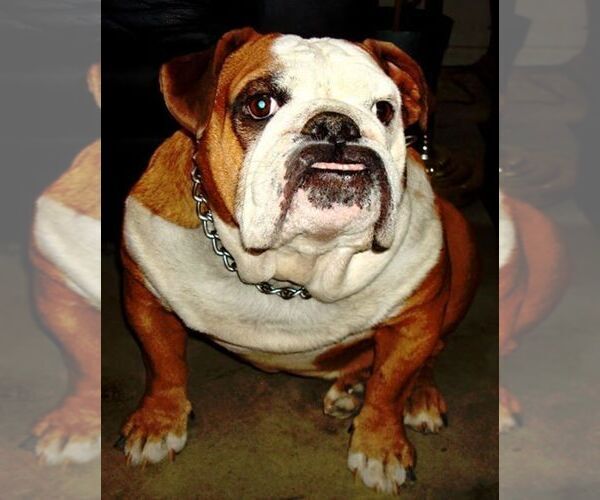 Medium Photo #9 Bulldog Puppy For Sale in LITTLEROCK, CA, USA