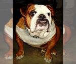 Small Photo #9 Bulldog Puppy For Sale in LITTLEROCK, CA, USA