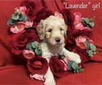 Small Photo #14 Goldendoodle Puppy For Sale in MANSFIELD, TX, USA