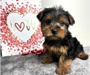 Yorkshire Terrier Puppy for sale in INDIANAPOLIS, IN, USA
